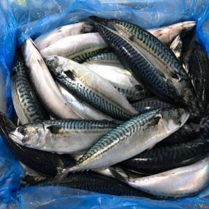 Frozen Mackerel